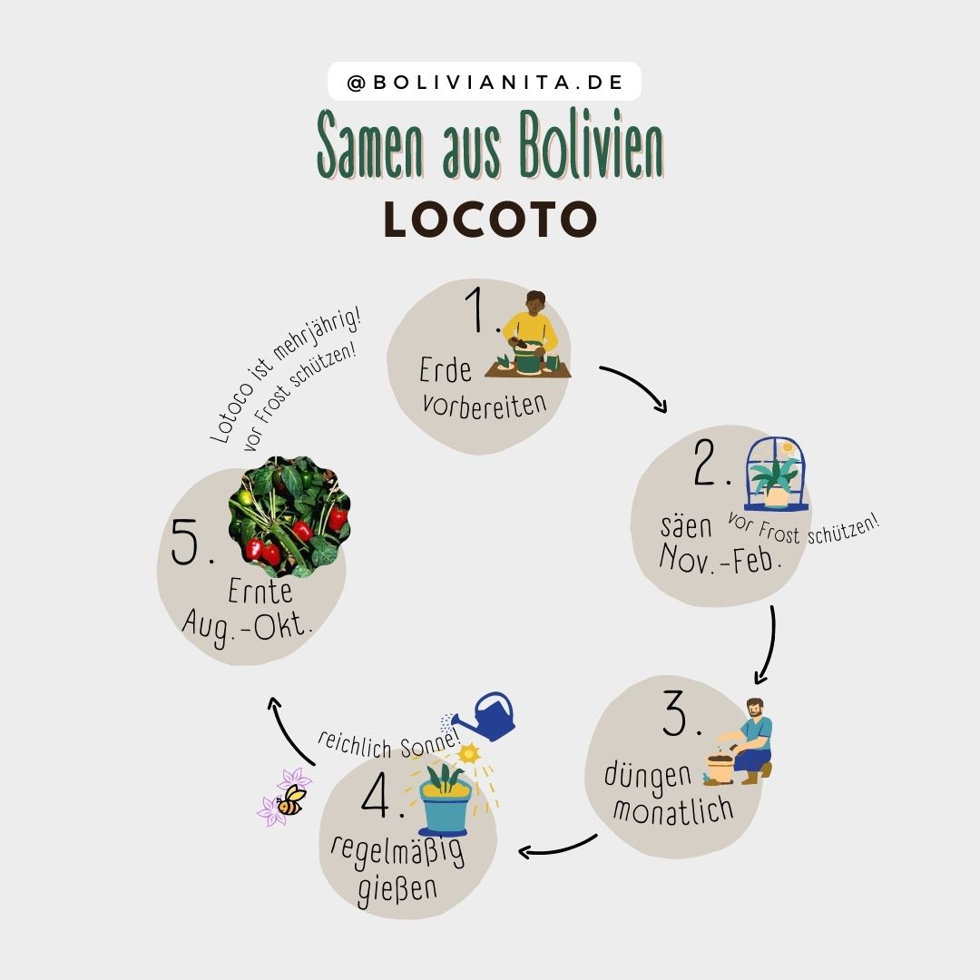 Anleitung zum Pflanzen von Locoto